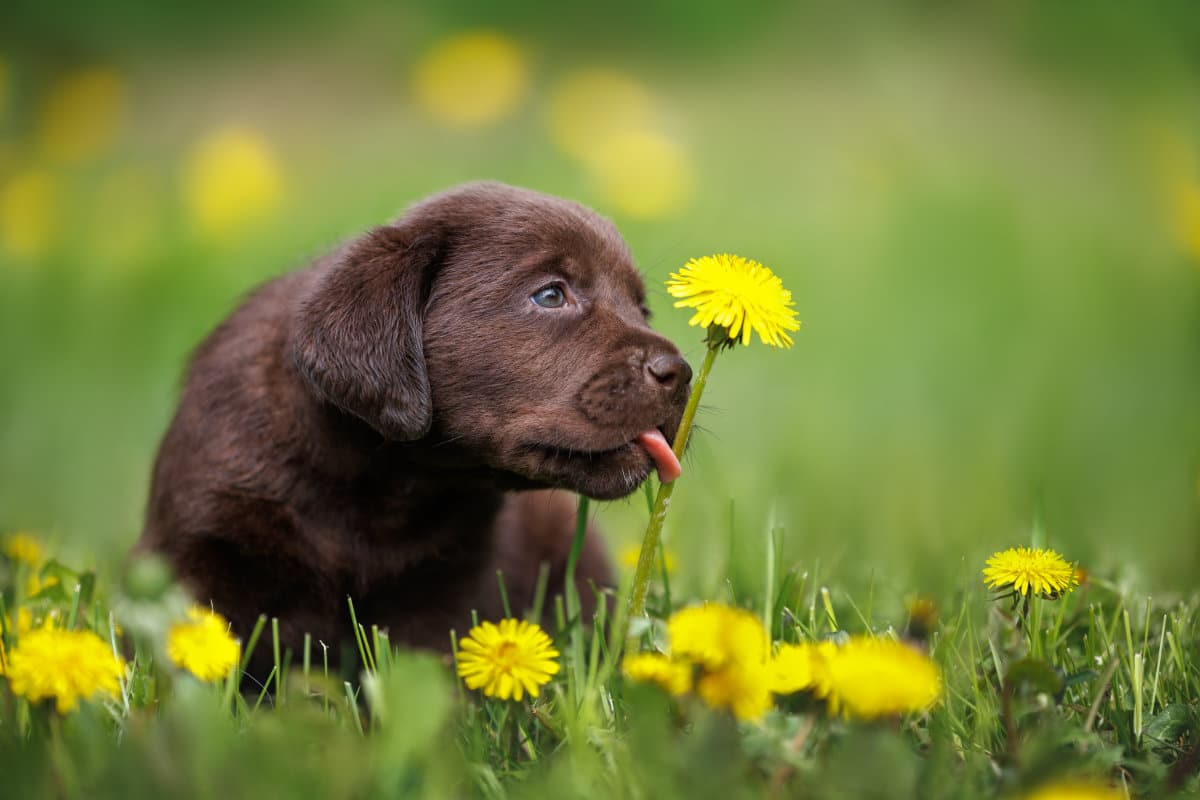 Un chiot qui lèche une fleur